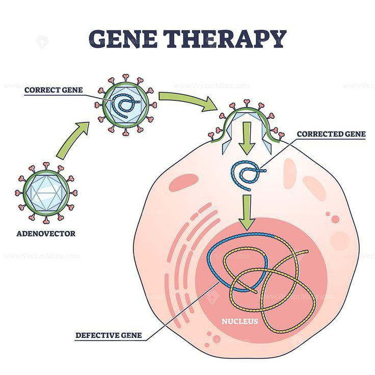 an image of gene therapy diagram with all the components labelled in it and labeled below