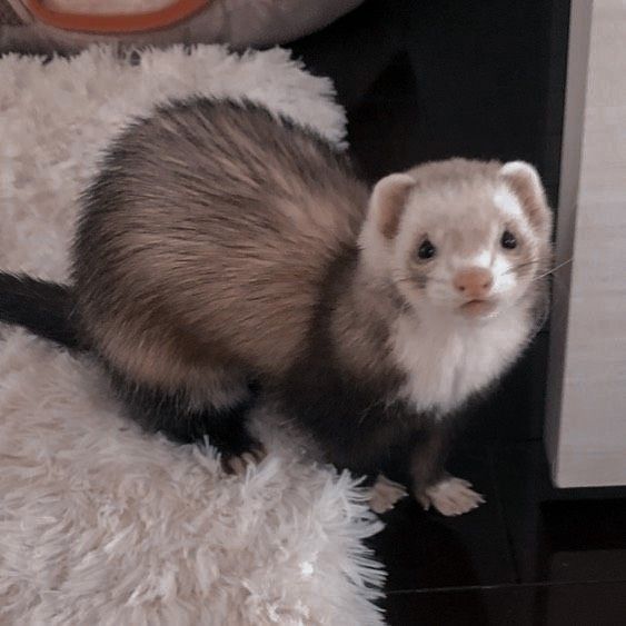 a ferret standing on top of a fluffy white rug