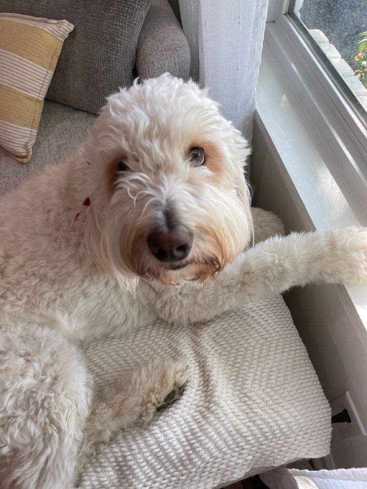 a small white dog laying on top of a couch next to a window sill