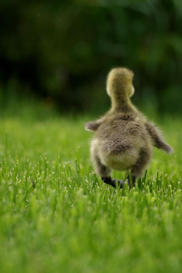 a small bird walking across a lush green field