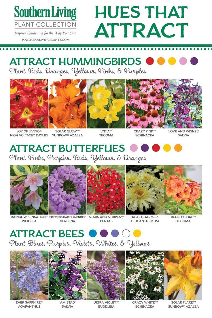 the cover of southern living's annual catalog shows different types of flowers and their names