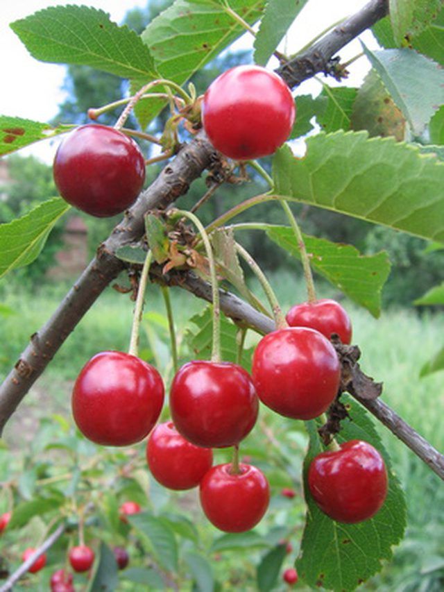 the cherries are still on the tree ready to be picked in the fall or winter