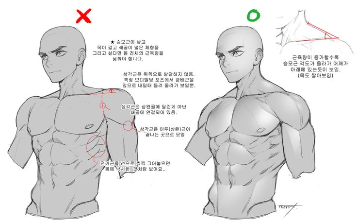 an image of a man's torso and chest with instructions to draw the muscles