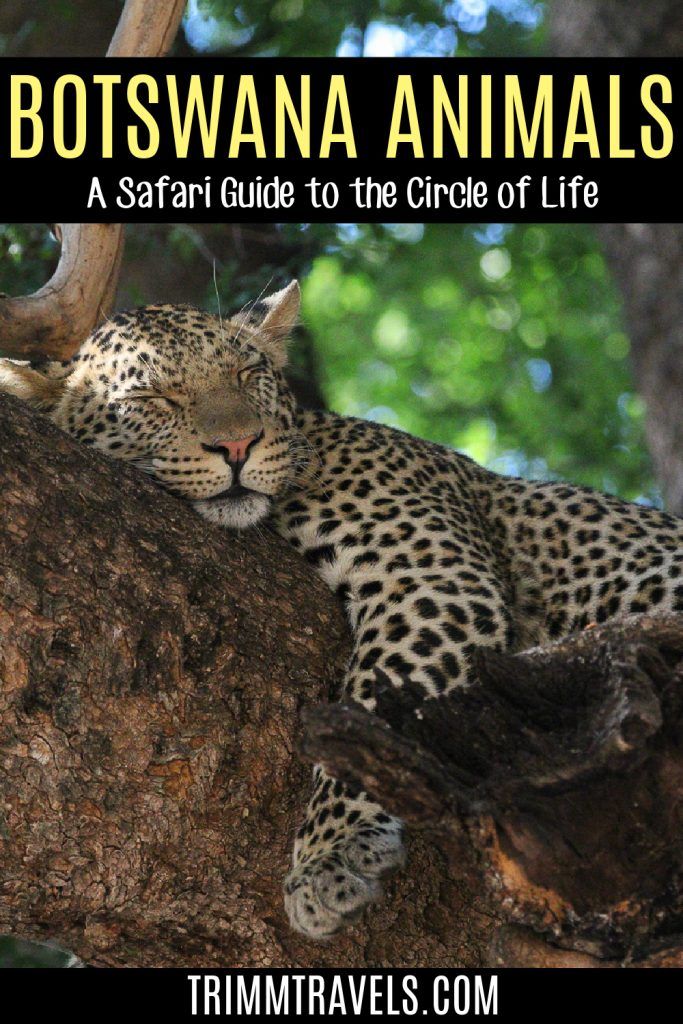 a leopard laying on top of a tree branch with the title, botswana animals a safari guide to the circle of life