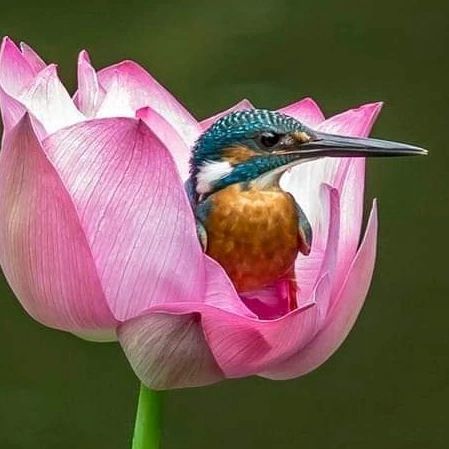 a bird sitting on top of a pink flower