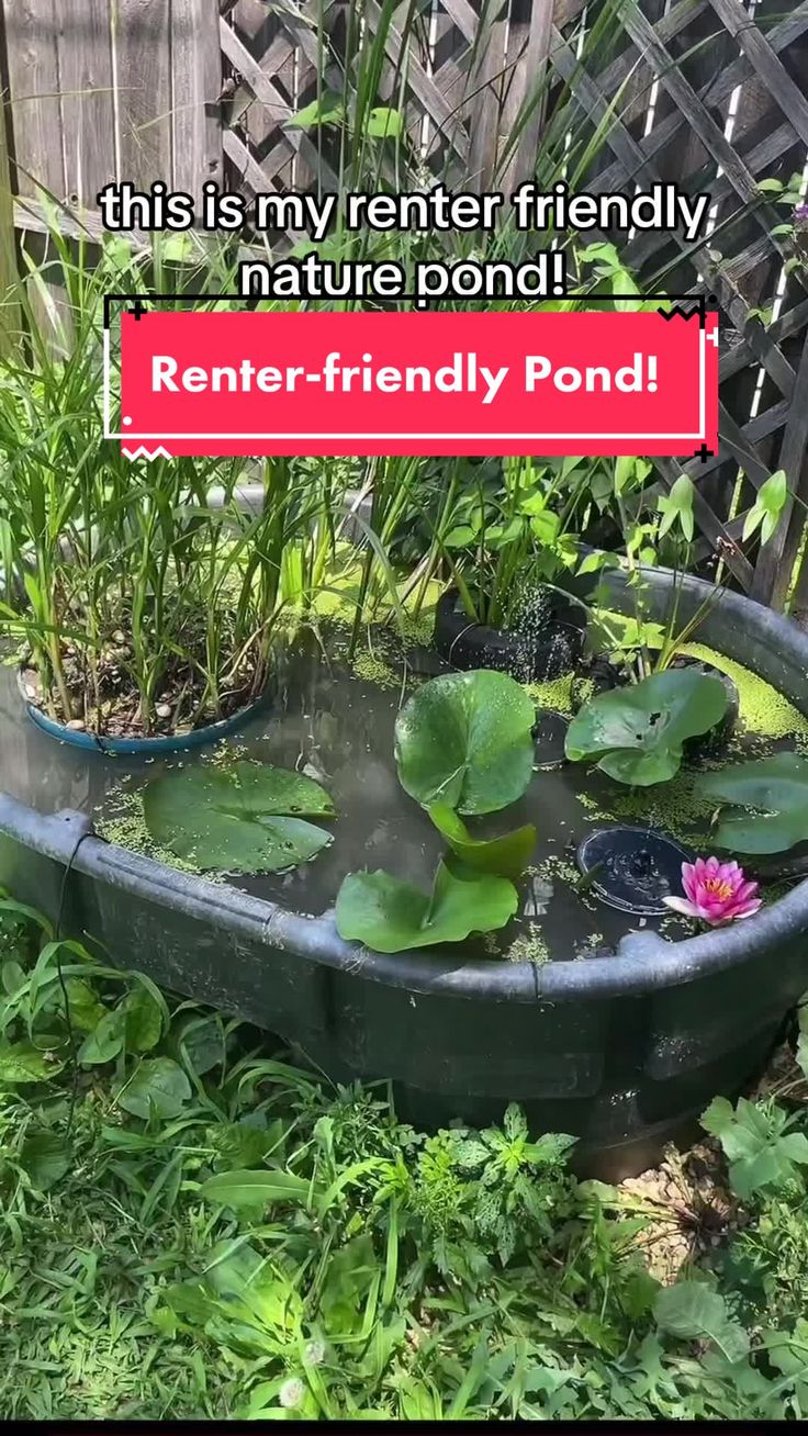 there is a pond with water lilies in it and the caption reads, this is my renter friendly nature pond