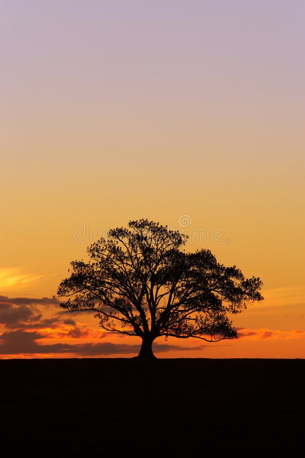 a lone tree silhouetted against an orange sky at sunset royalty image - free stock photo