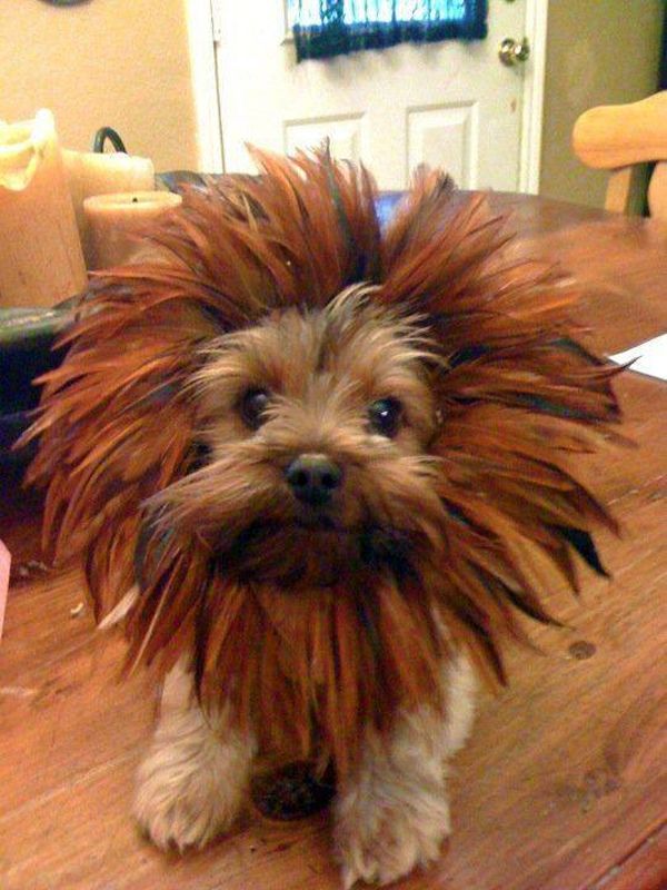 a small dog with long hair on it's head sitting on a wooden floor