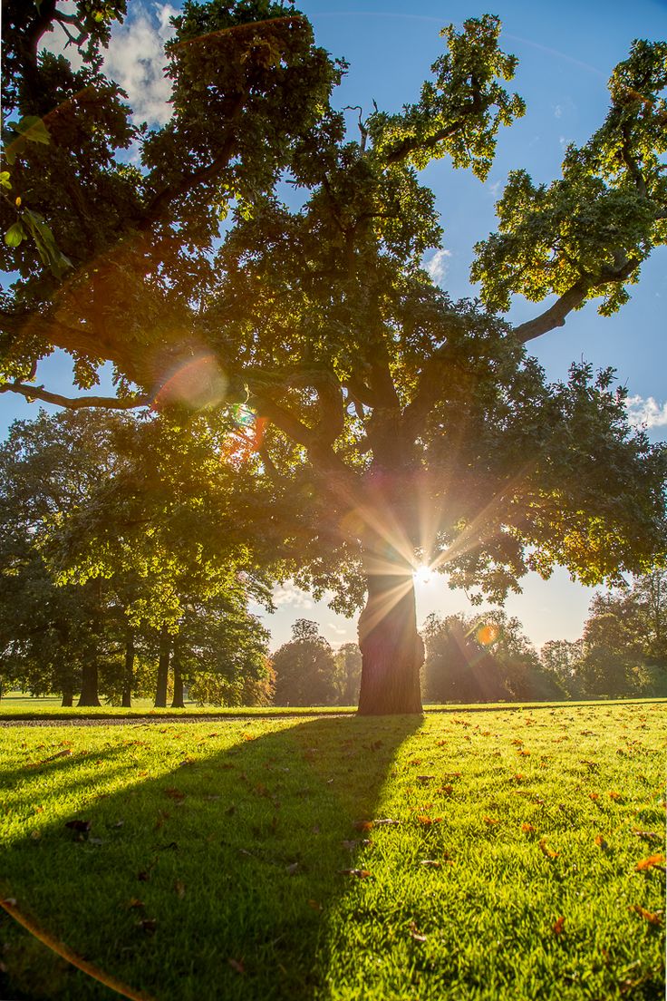 the sun shines through the trees on a sunny day in an open grassy field