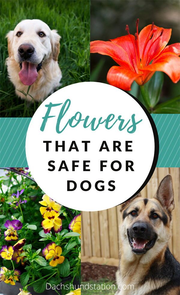 flowers that are safe for dogs