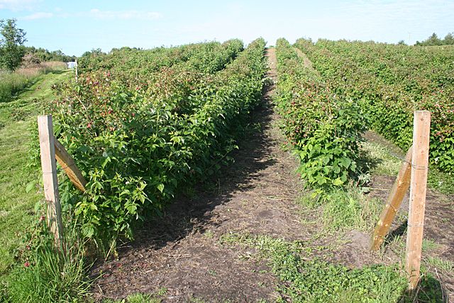 an open field with lots of plants growing on it's sides and two wooden posts in the middle