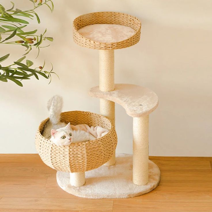 a cat sitting in a basket on top of a wooden floor next to a plant