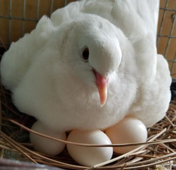 a white bird sitting on top of an egg in a nest with two eggs inside