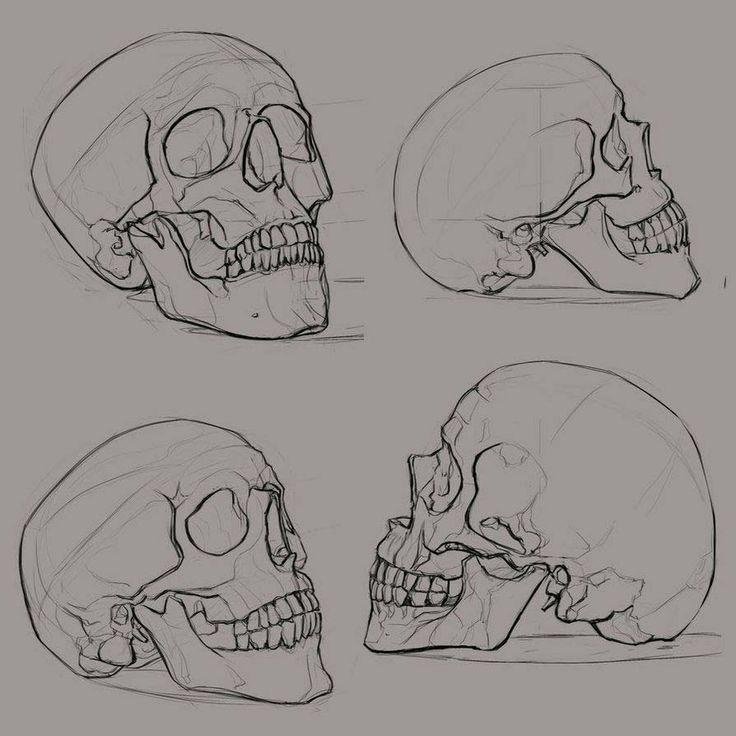 four different types of skulls are shown in this drawing lesson, which shows how to draw the