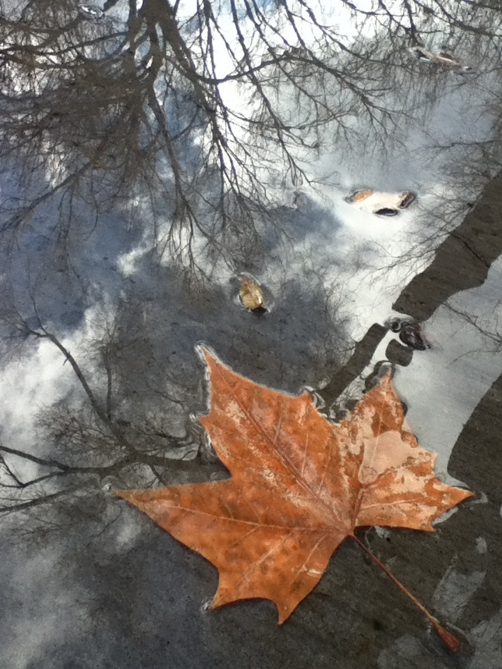 an orange leaf is laying on the ground next to some water and trees with no leaves