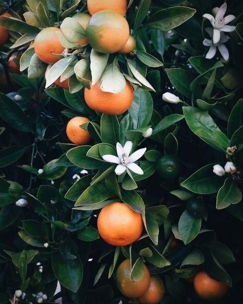 an orange tree with lots of ripe oranges on it's branches and flowers