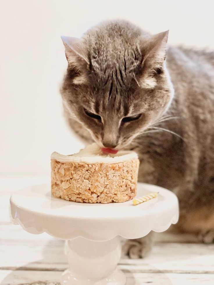 Birthday Cake For Your Cat ~ 4 simple ingredients are all you needed for a plant-based treat filled with your cat's favorite meaty flavors! Cat Birthday Cake For Cats, Cake Recipe For Cats, Birthday Cake For Cat, Nursing Cake, Whiskey Cake, Cat Cupcakes, London Cake, Cooking Sweet Potatoes, Cat Ideas