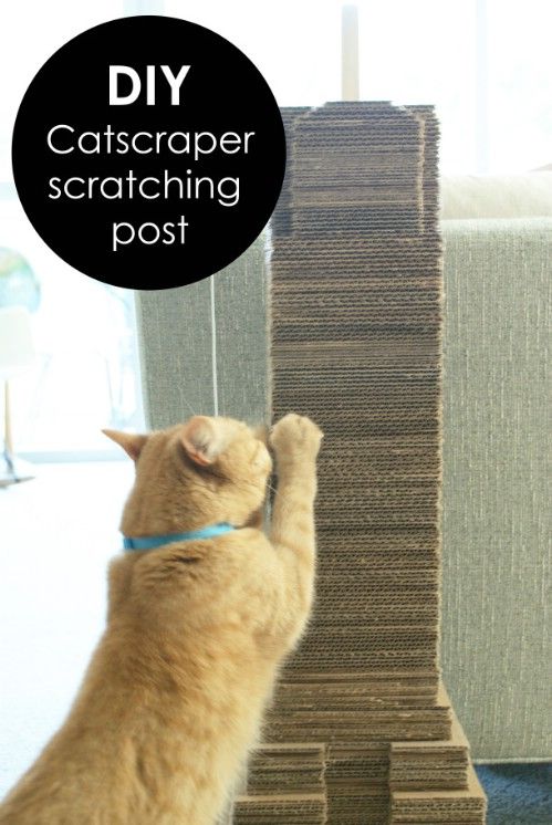 an orange cat reaching up to reach the top of a stack of carpeted scratching post