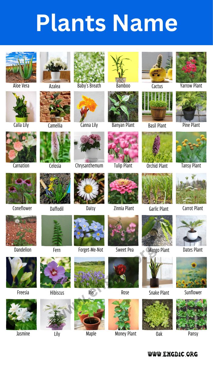 a poster with many different types of plants