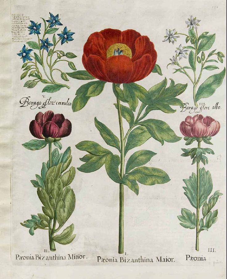 an old book with flowers and leaves on it's cover, including one red flower