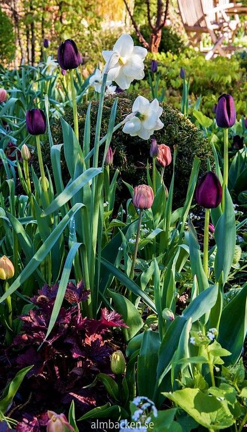 the flowers are blooming in the garden with purple and white blooms on it's stems