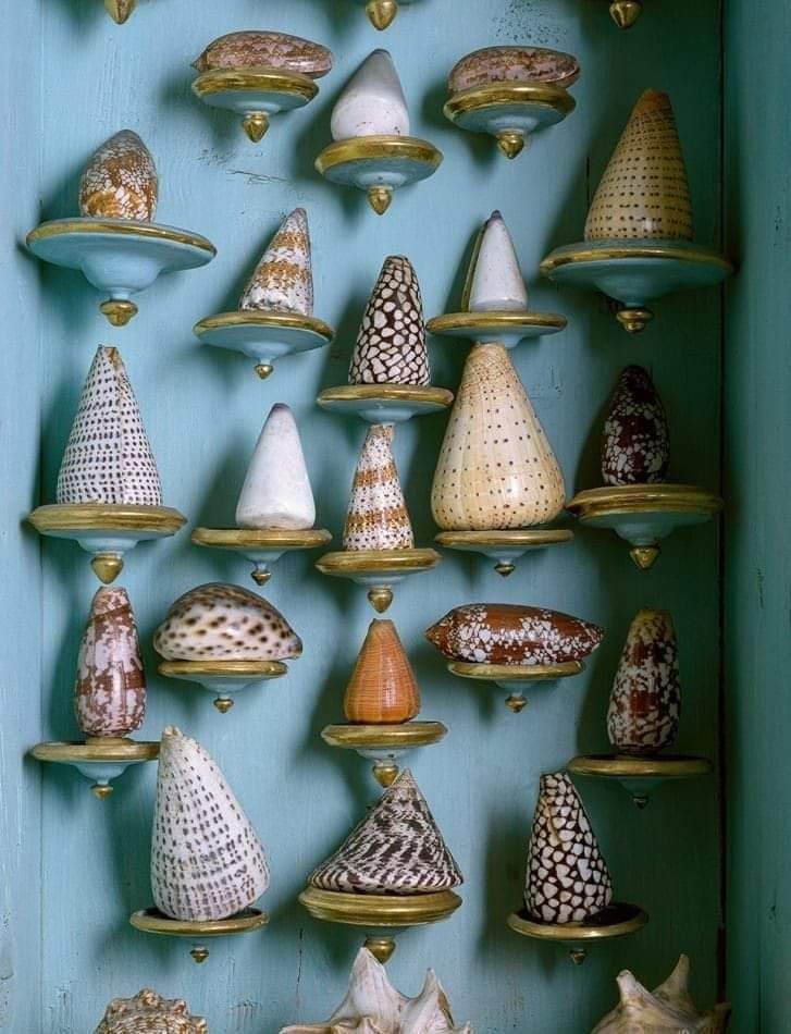 there are many different shells on the shelf