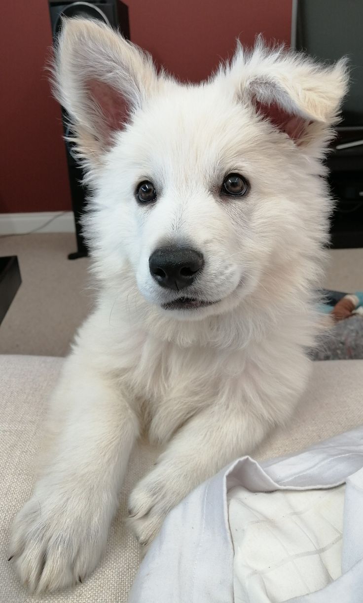 a small white dog laying on top of a bed