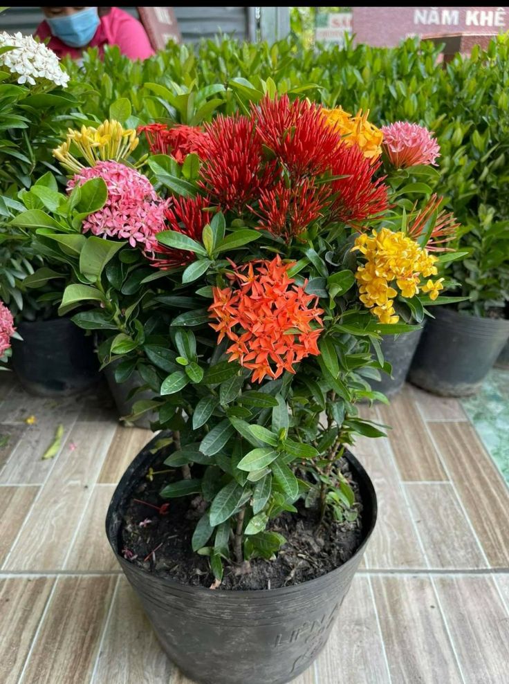 a potted plant with red and yellow flowers in it on a tile floor next to other plants