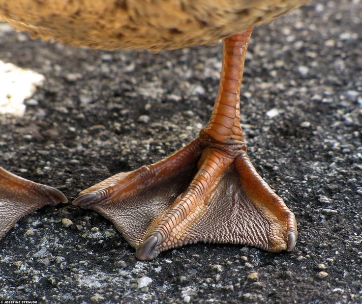 a close up of a bird's feet on the ground