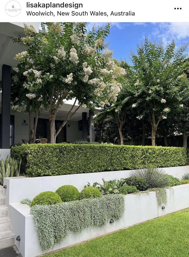 an outdoor garden with white flowers and trees