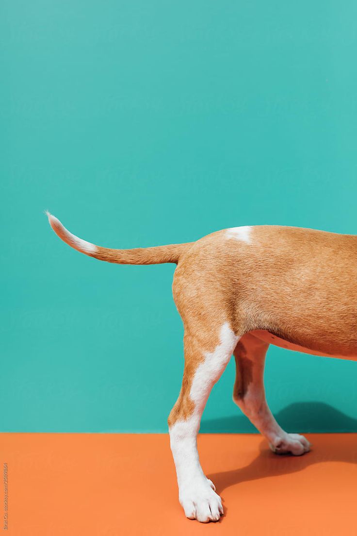 a brown and white dog standing on top of an orange floor next to a blue wall