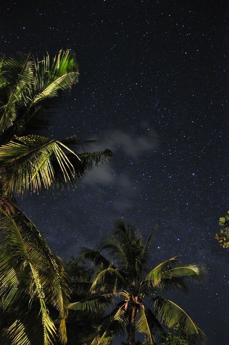 the night sky is filled with stars and palm trees