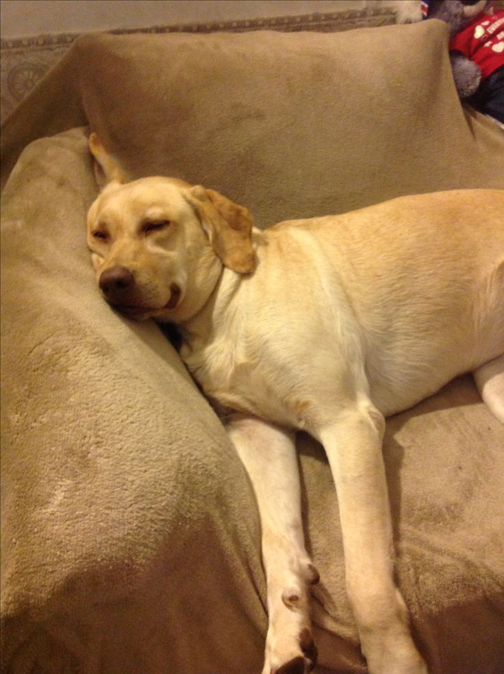 a dog laying on top of a brown couch