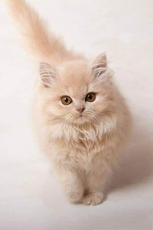 a small white kitten standing on top of a white floor