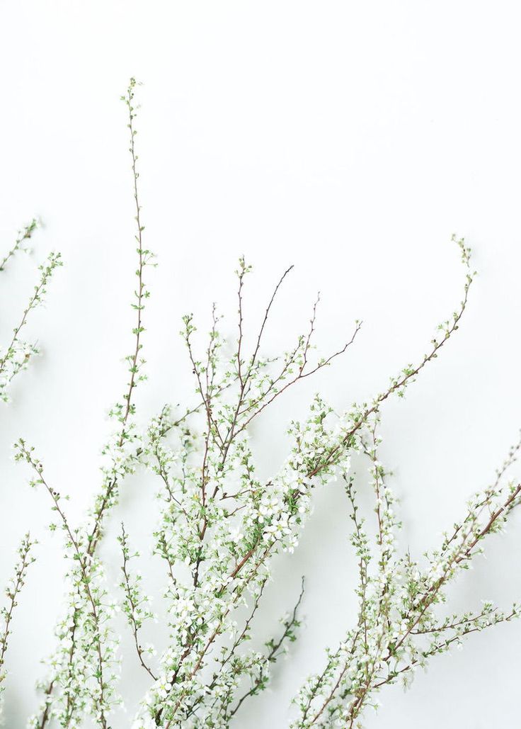 some white flowers are in a vase on the table