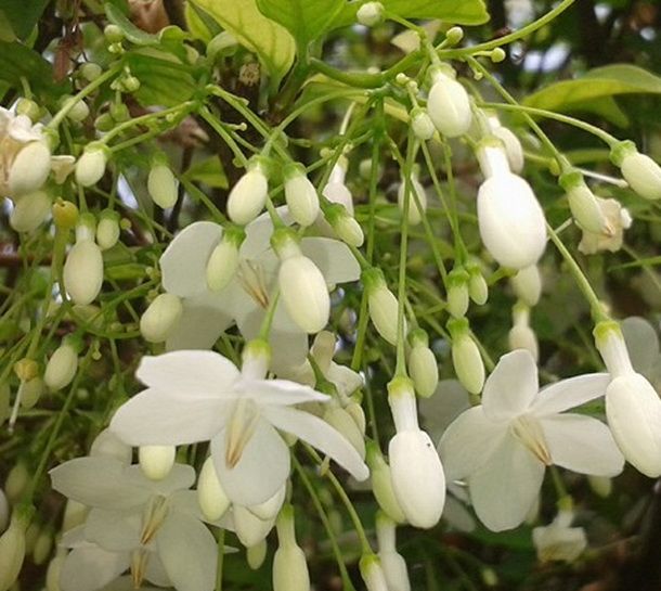 some white flowers are hanging from a tree