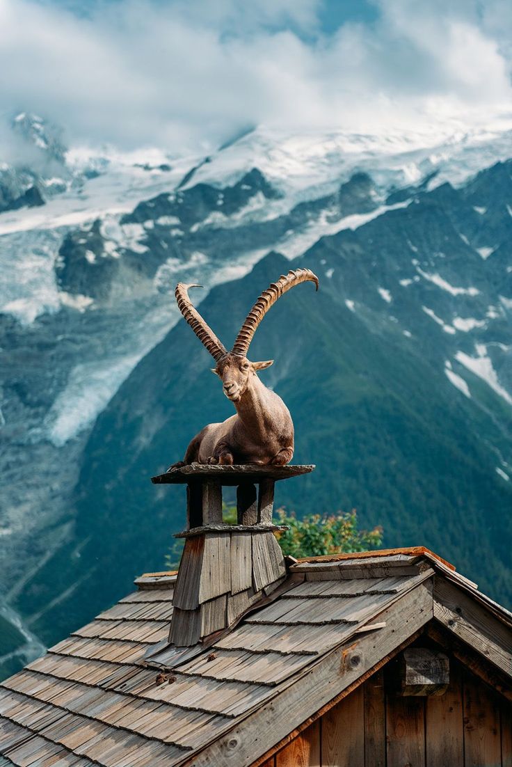 an animal with long horns sitting on top of a wooden roof in front of snow covered mountains