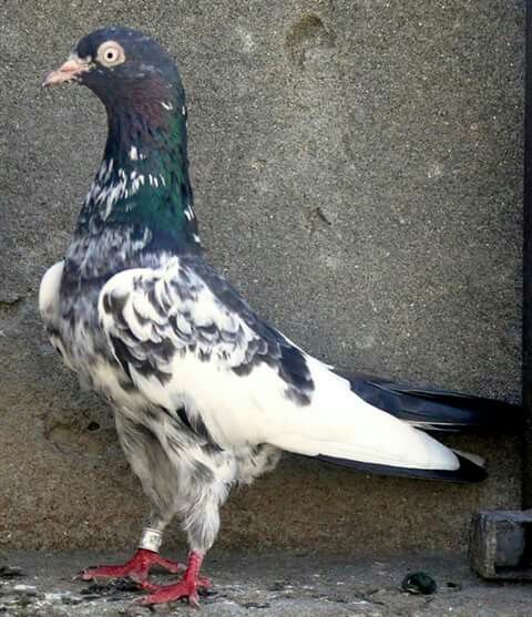 a black and white bird standing next to a cement wall