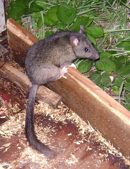 a small rodent is standing on a piece of wood