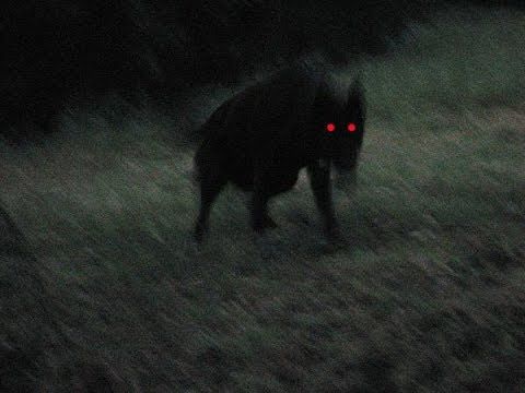 a black dog with red eyes walking in the dark grass at night, looking for something to eat