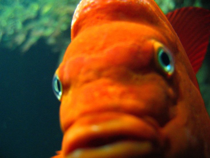 an orange fish with blue eyes looking at the camera