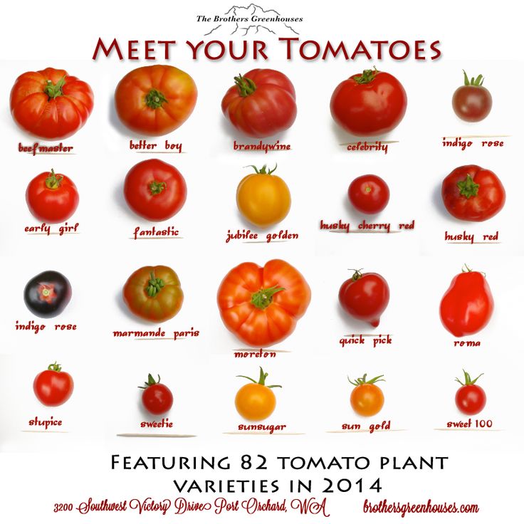 a poster with different types of tomatoes on it and the words meet your tomatoes written in red