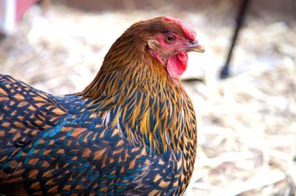 a close up of a rooster on the ground