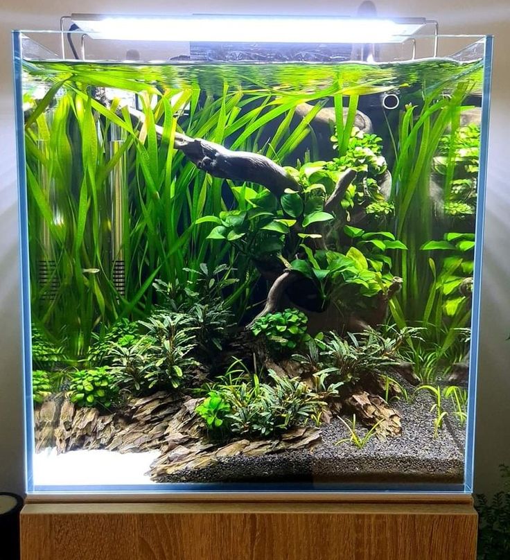 an aquarium filled with lots of green plants