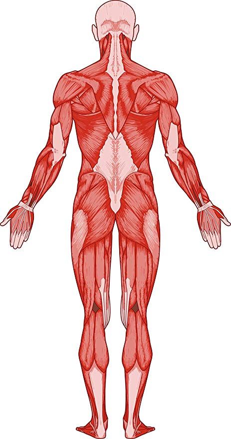 the muscles are shown in red and white, as well as an image of the back