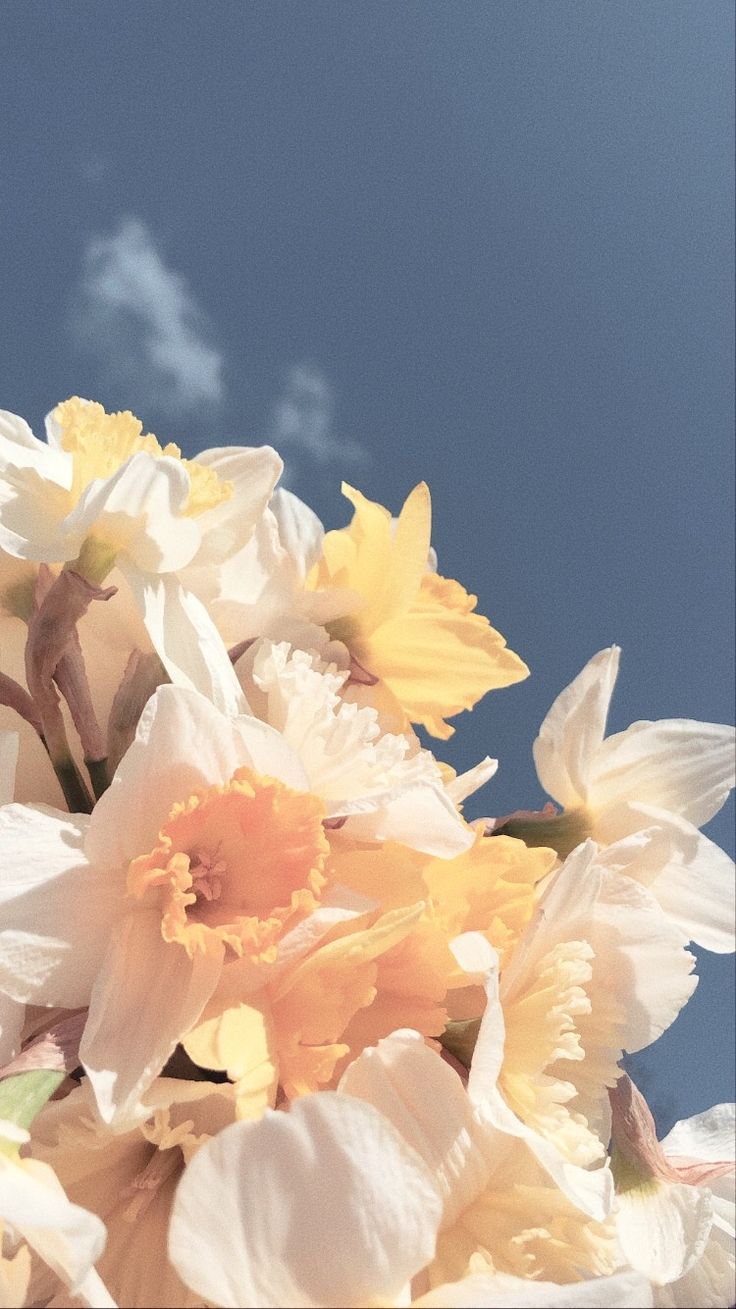 white and yellow flowers against a blue sky