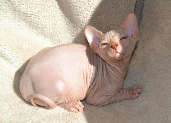 a hairless cat laying on top of a blanket