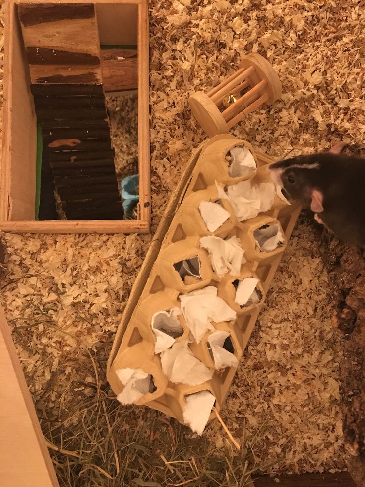 a rat sitting on the ground next to a box of toilet paper and a mirror