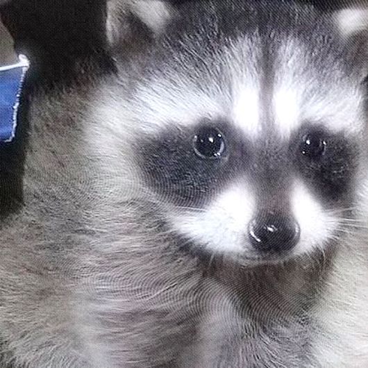 a raccoon is looking at the camera while sitting down