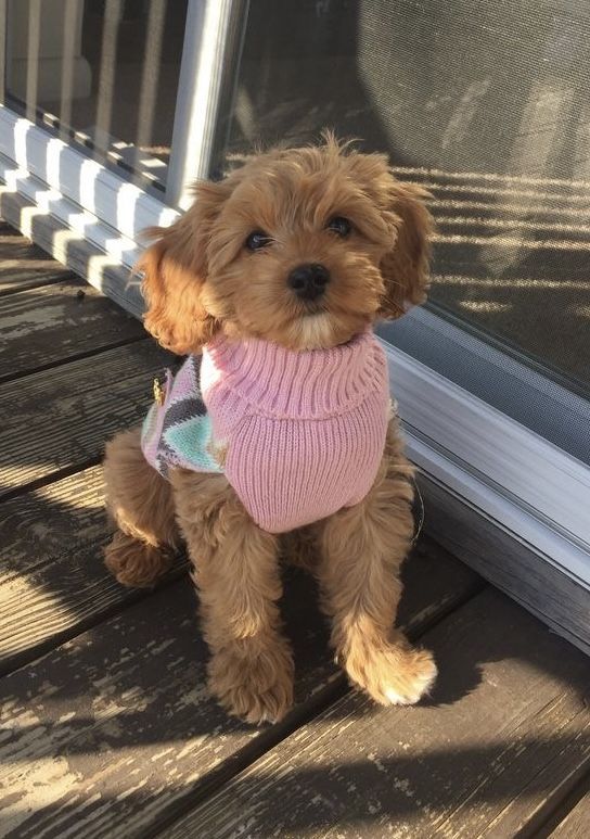 a small brown dog wearing a pink sweater